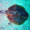 Picture taken during the dive