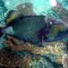 Picture taken during the dive