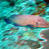 Picture taken during the dive