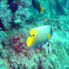 Picture taken during the dive