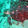 Picture taken during the dive