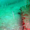 Picture taken during the dive