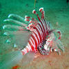 Picture taken during the dive