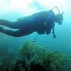 Picture taken during the dive
