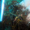 Picture taken during the dive