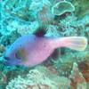 Picture taken during the dive