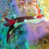 Picture taken during the dive