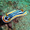 Picture taken during the dive
