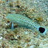 Picture taken during the dive
