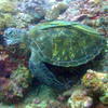 Picture taken during the dive
