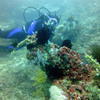 Picture taken during the dive