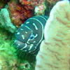 Picture taken during the dive