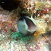 Picture taken during the dive