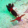 Picture taken during the dive