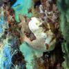 Picture taken during the dive