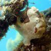 Picture taken during the dive