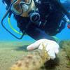 Picture taken during the dive