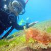 Picture taken during the dive