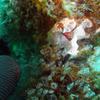 Picture taken during the dive