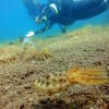 Picture taken during the dive