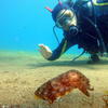 Picture taken during the dive