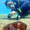 Picture taken during the dive