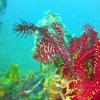 Picture taken during the dive