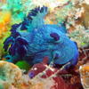 Picture taken during the dive