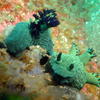 Picture taken during the dive