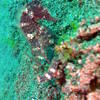 Picture taken during the dive