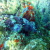 Picture taken during the dive