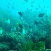 Picture taken during the dive