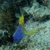 Picture taken during the dive