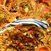 Picture taken during the dive