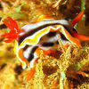 Picture taken during the dive