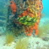 Picture taken during the dive