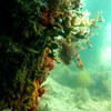 Picture taken during the dive