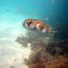 Picture taken during the dive