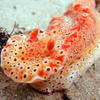 Picture taken during the dive