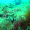 Picture taken during the dive