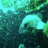 Picture taken during the dive