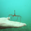 Picture taken during the dive