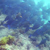 Picture taken during the dive