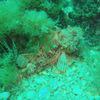 Picture taken during the dive