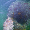 Picture taken during the dive