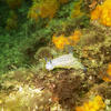 Picture taken during the dive