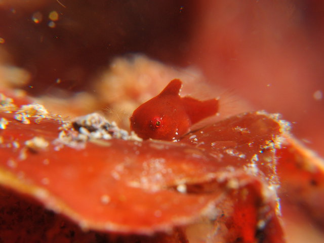 ISHIBASHI DIVING CENTER - Dive Center in Japan