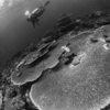 Picture taken during the dive