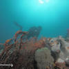 Picture taken during the dive