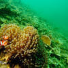 Picture taken during the dive